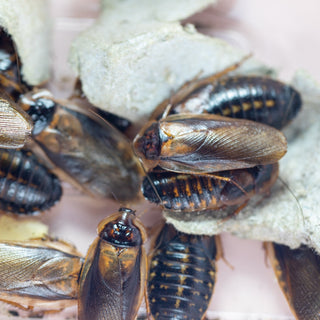 How to Set Up Easy Maintenance Feeder Insect Tubs for Reptiles