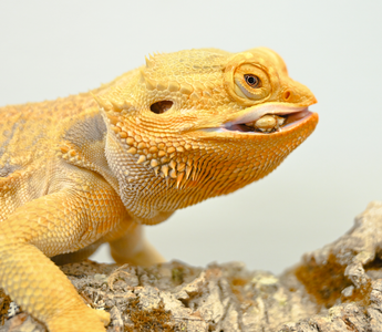 What is Poisonous to Reptiles? | Don't Feed THESE To Your Reptile!