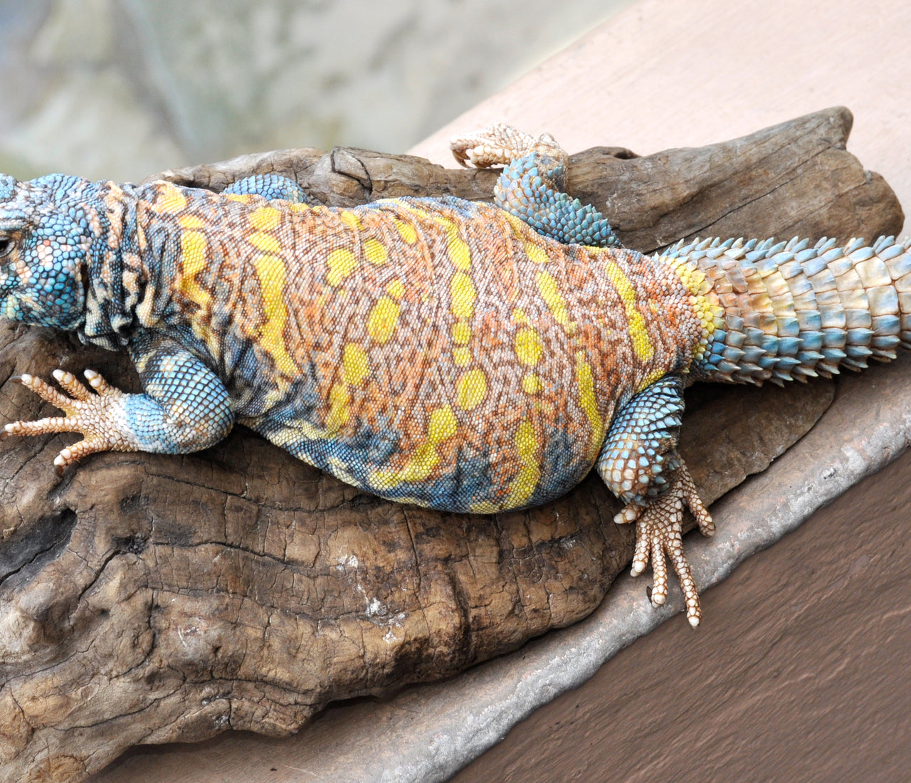 Uromastyx Care Sheet | ReptiFiles – Zen Habitats