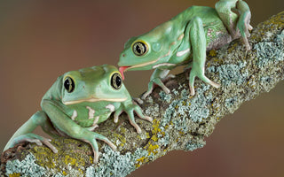 What is Chytridiomycosis? | All About the Deadly Amphibian Disease