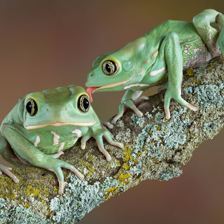 What is Chytridiomycosis? | All About the Deadly Amphibian Disease