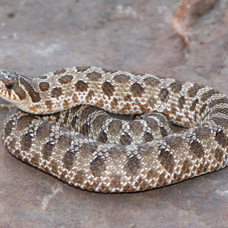 Western Hognose Snake Essential Care Information