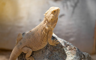 What Are Ferguson Zones? | Reptile UVB Information