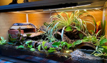 T-Rex Reptile Terrarium Decor - Terra Accents Spanish Moss