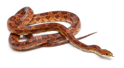 Corn snake care sheet from Zen Habitats