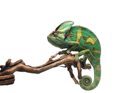 Veiled Chameleon care sheet