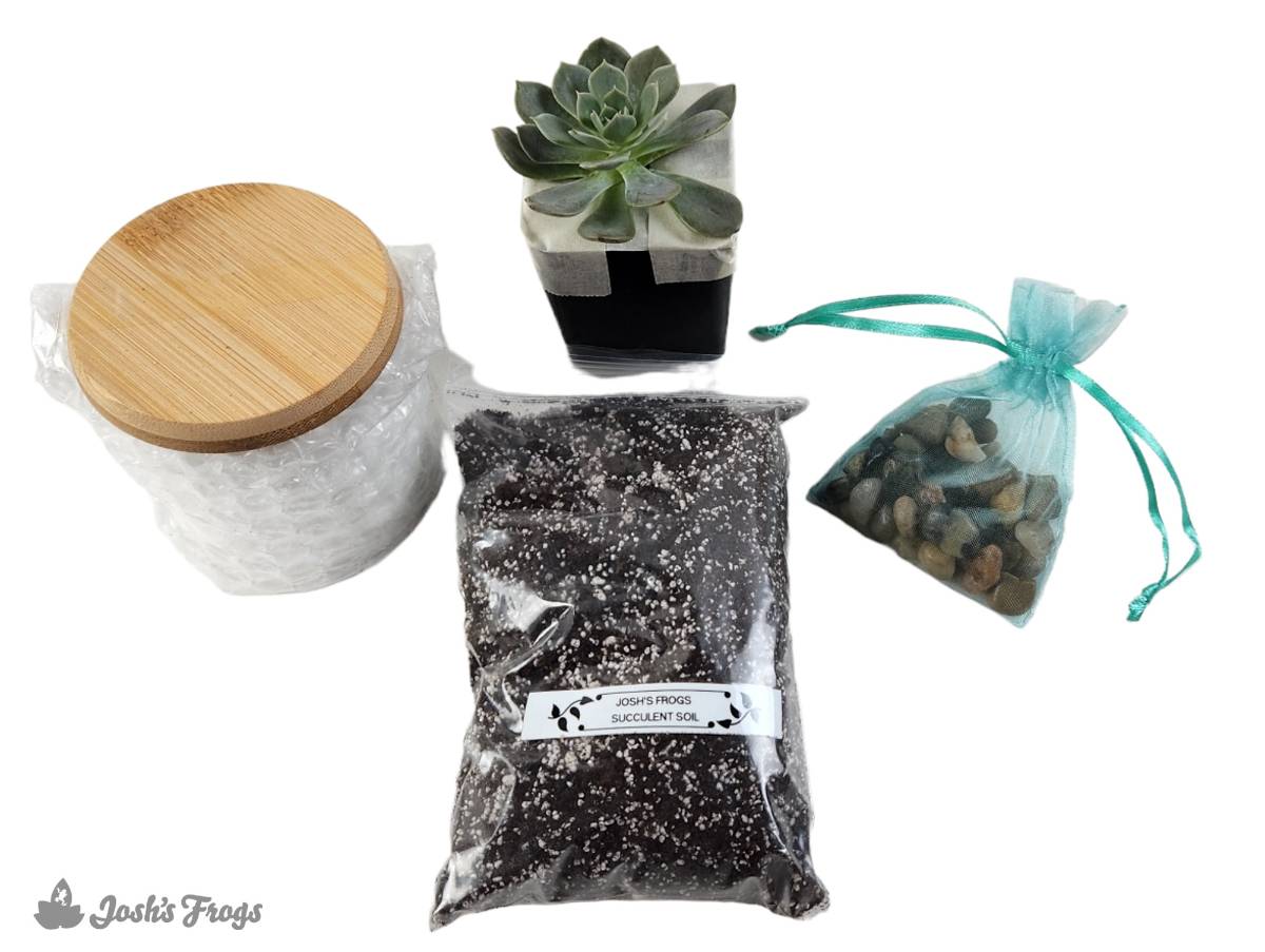 Nature Connection Kit: Seashell Tilly Planter – Zen Habitats